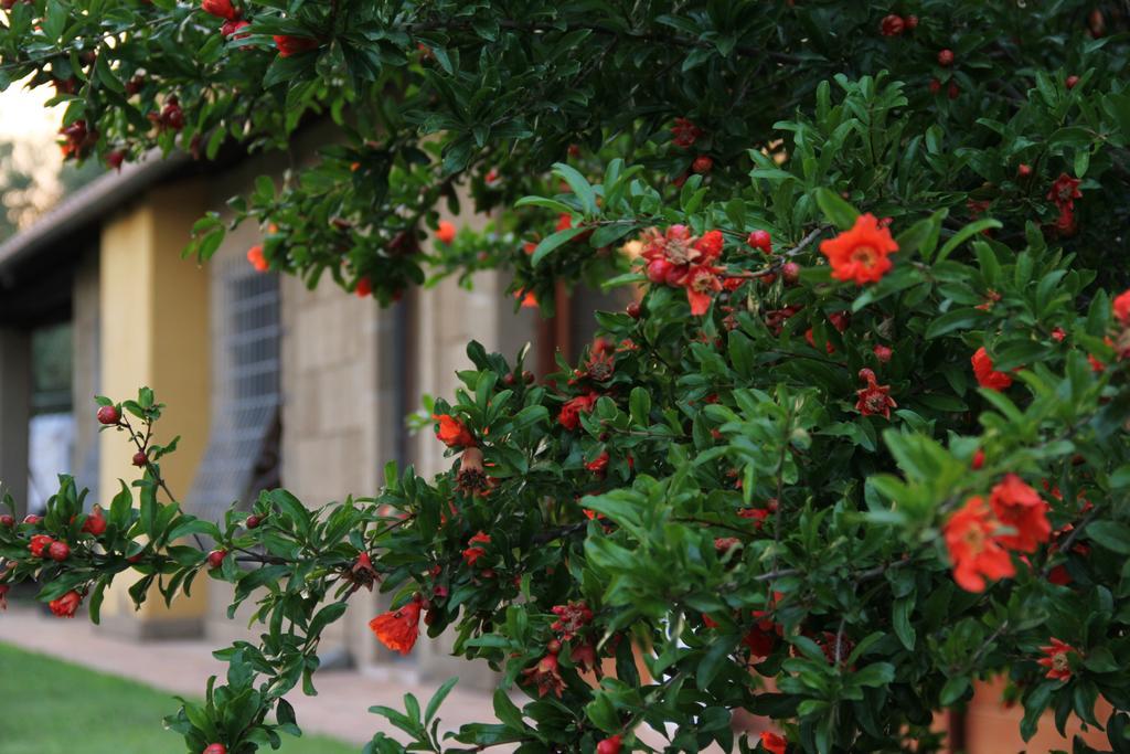 Al Vecchio Fontanile B&B Ladispoli Exterior foto